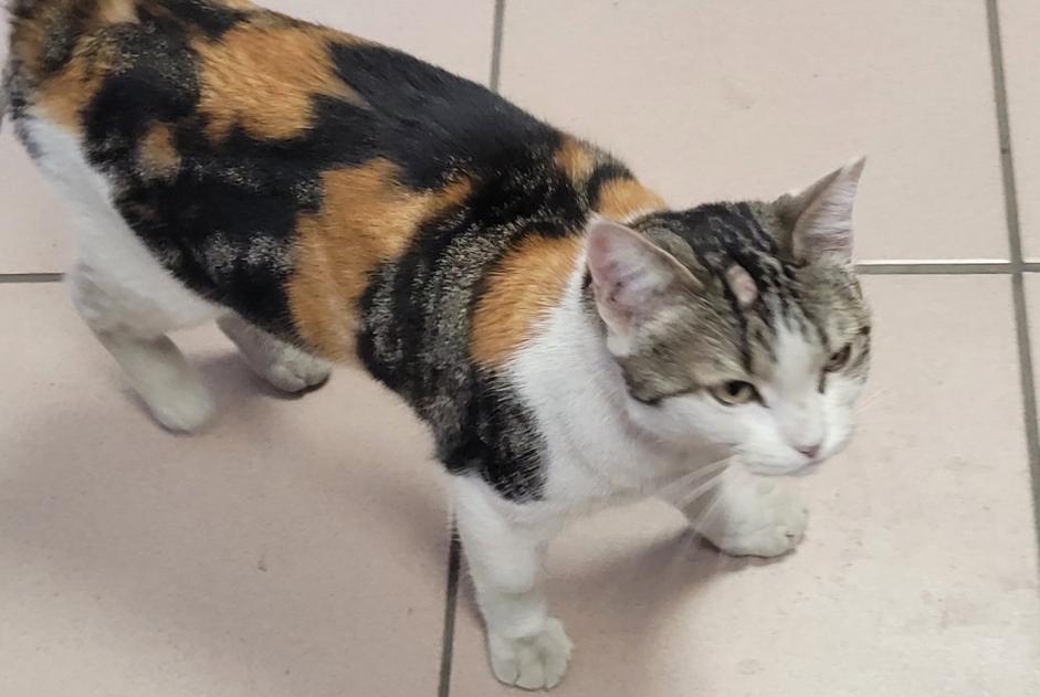 Fundmeldung Katze rassenmischung  Weiblich Roubaix Frankreich