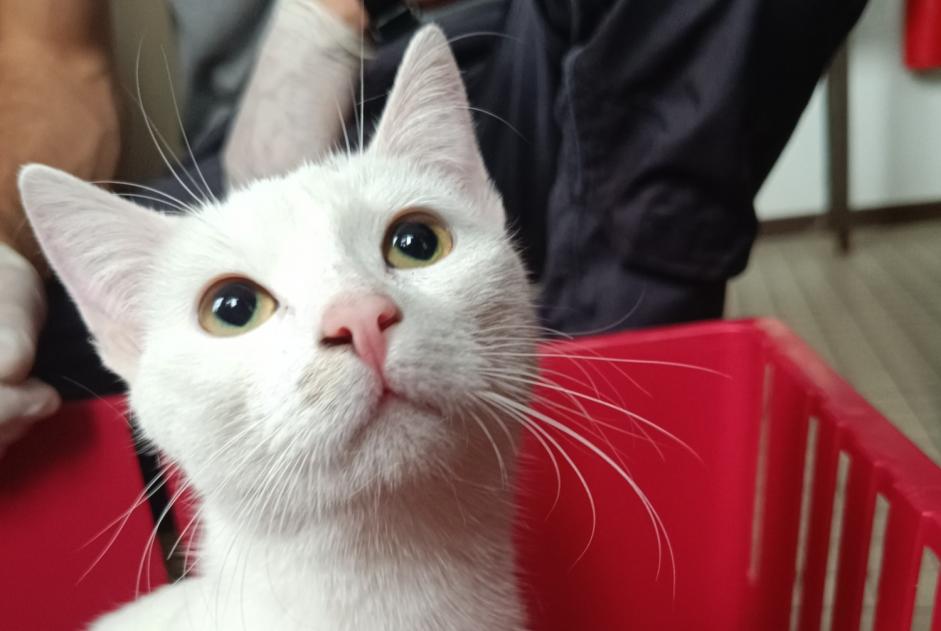 Fundmeldung Katze Weiblich Armentières Frankreich Fundmeldung Katze Weiblich Armentières Frankreich