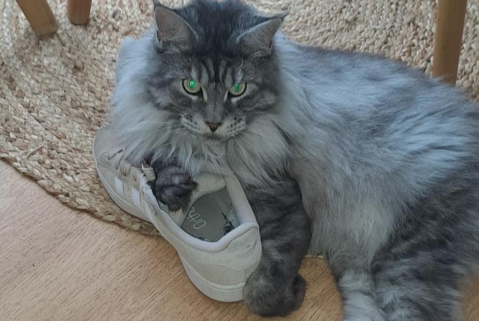 Vermisstmeldung Katze  Männliche , 6 jahre Quesnoy-sur-Deûle Frankreich