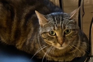Vermisstmeldung Katze Weiblich , 8 jahre Somain Frankreich Vermisstmeldung Katze Weiblich , 8 jahre Somain Frankreich