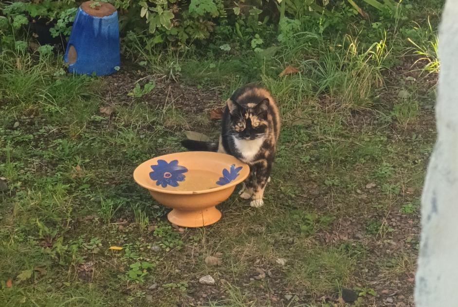 Fundmeldung Katze Unbekannt Lompret Frankreich Fundmeldung Katze Unbekannt Lompret Frankreich