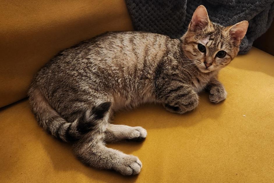 Fundmeldung Katze Weiblich La Madeleine Frankreich