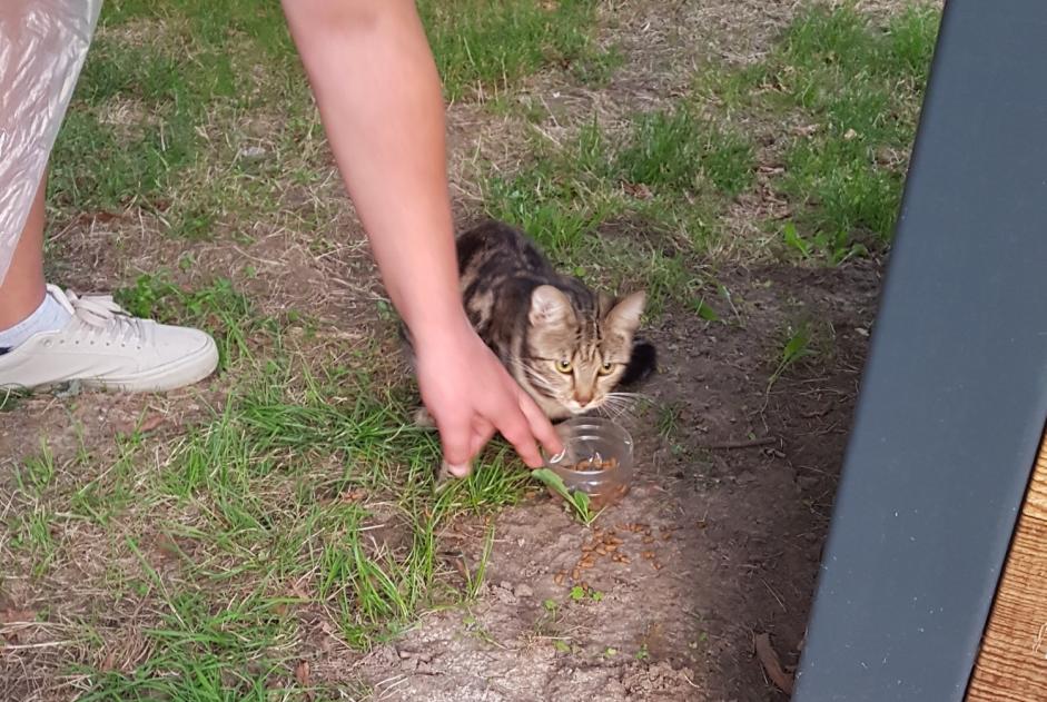 Fundmeldung Katze Weiblich Marcq-en-Barœul Frankreich
