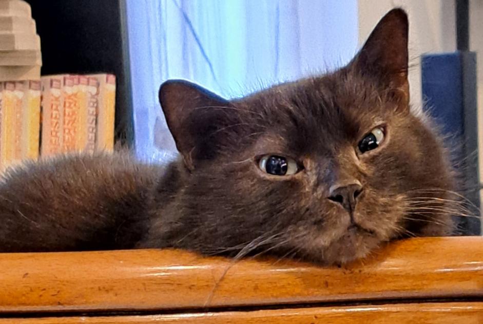 Disappearance alert Cat  Male , 6 years Bruay-sur-l'Escaut France