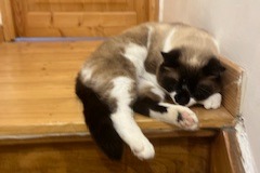 Disappearance alert Cat miscegenation  Male , 3 years Douai France