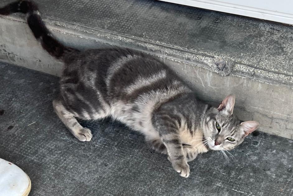 Discovery alert Cat Female La Madeleine France
