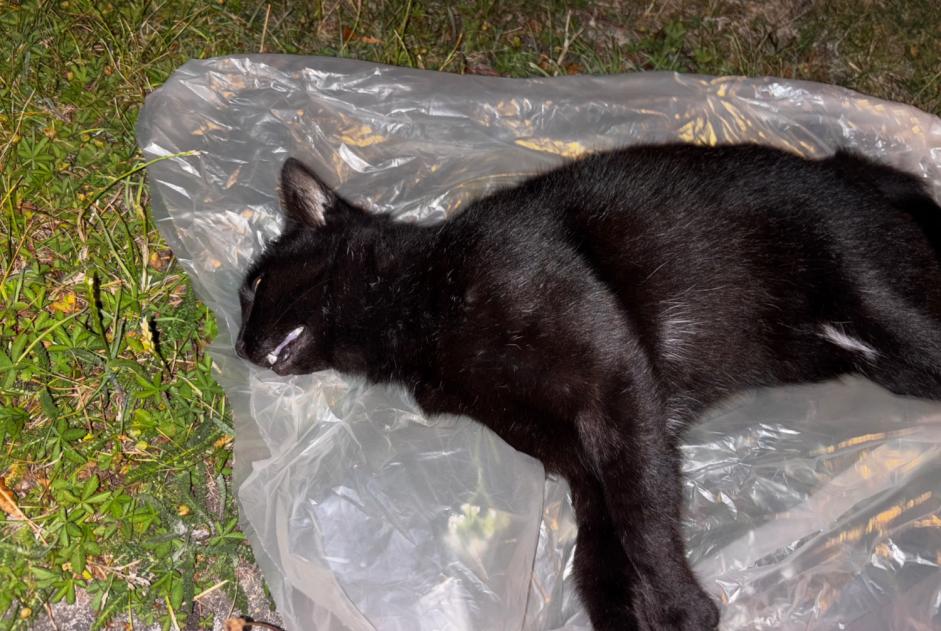 Discovery alert Cat miscegenation  Unknown La Bassée France
