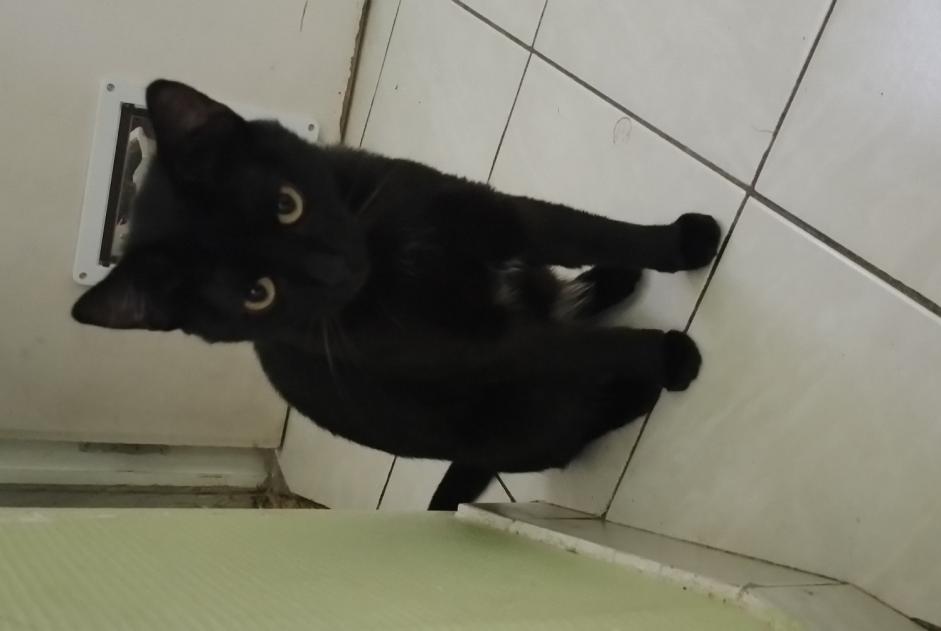 Discovery alert Cat Male Mons-en-Barœul France Discovery alert Cat Male Mons-en-Barœul France