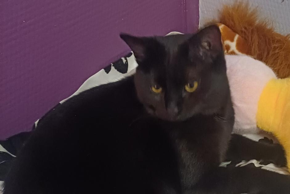 Disappearance alert Cat Female , 2 years Seclin France