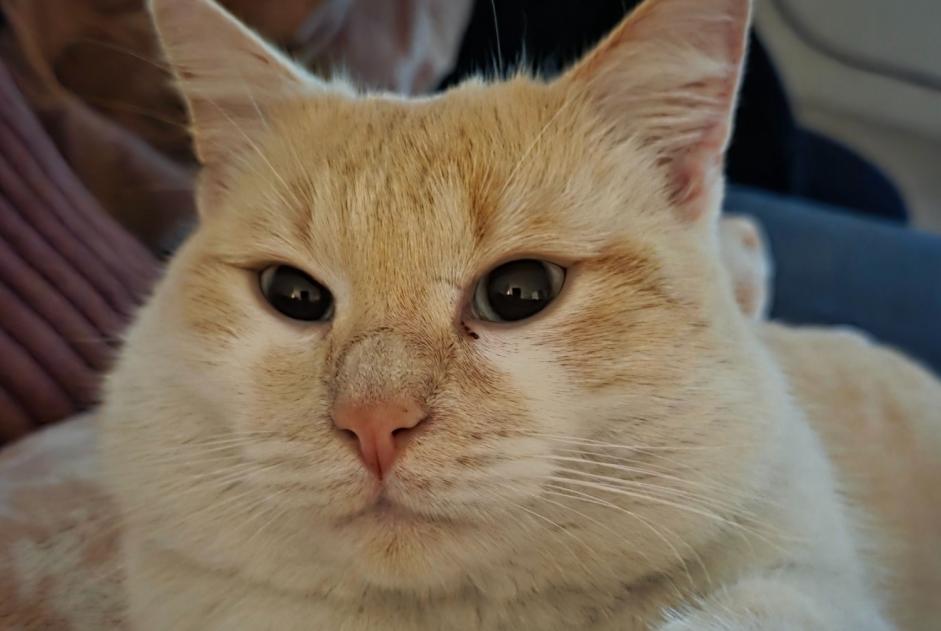 Disappearance alert Cat miscegenation  Male , 1 years Lille France