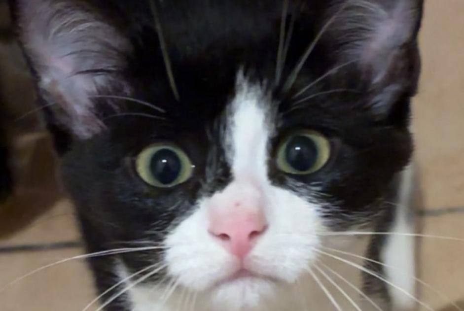 Disappearance alert Cat  Female , 1 years Croix France
