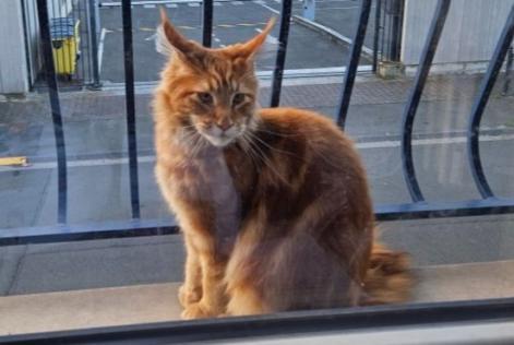 Alerta de Desaparición Gato  Macho , 1 años Roubaix Francia