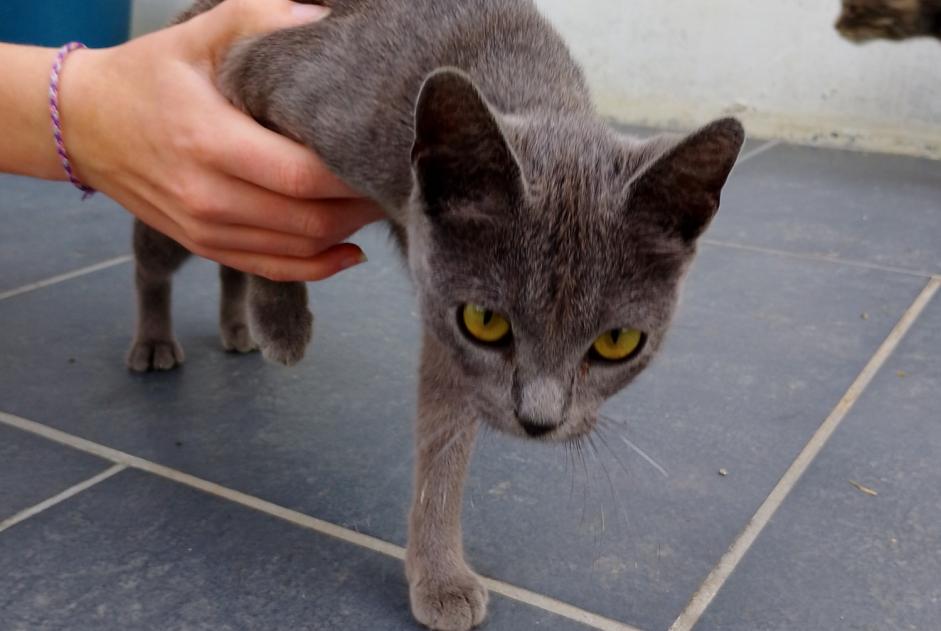 Alerta de Hallazgo Gato Hembra Renescure Francia