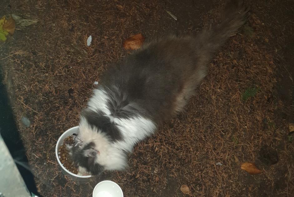 Alerta de Hallazgo Gato cruce  Desconocido Bruay-sur-l'Escaut Francia
