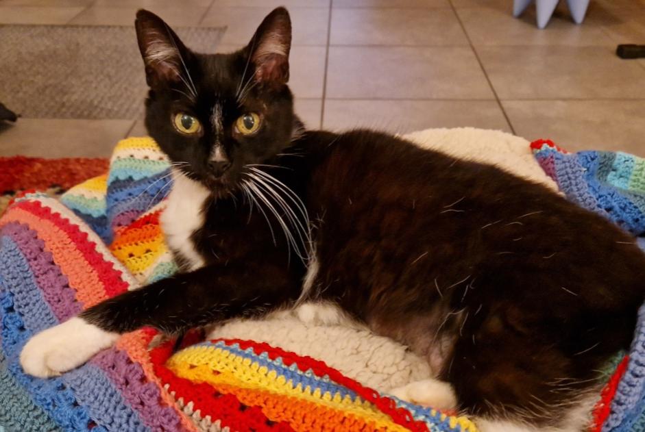 Alerta de Desaparición Gato Hembra , 15 años Wavrin Francia