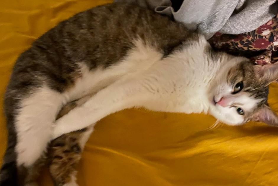 Alerta de Desaparición Gato Hembra , 1 años Lille Francia