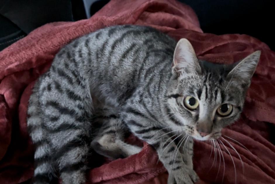 Alerte Découverte Chat croisement Femelle Croix France Alerte Découverte Chat croisement Femelle Croix France