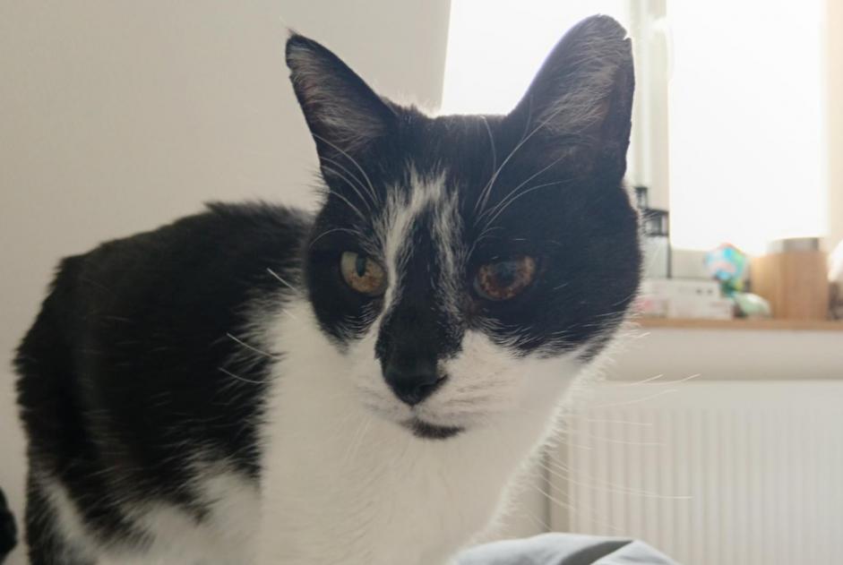 Alerte Disparition Chat croisement  Mâle , 15 ans Hem France