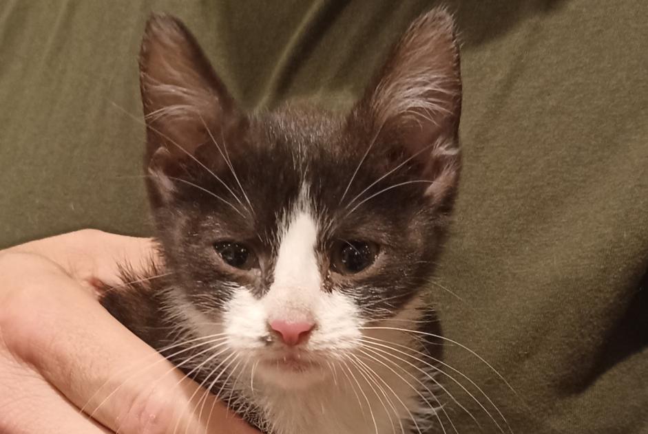 Alerte Découverte Chat Inconnu Monchecourt France Alerte Découverte Chat Inconnu Monchecourt France