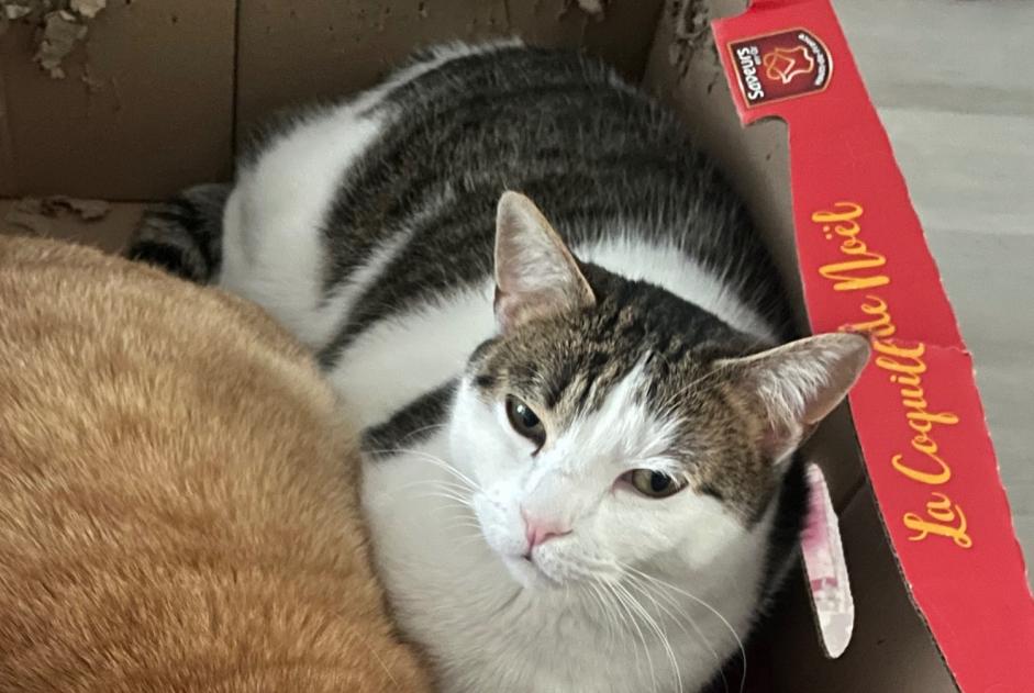 Alerte Disparition Chat Femelle , 5 ans Tourcoing France