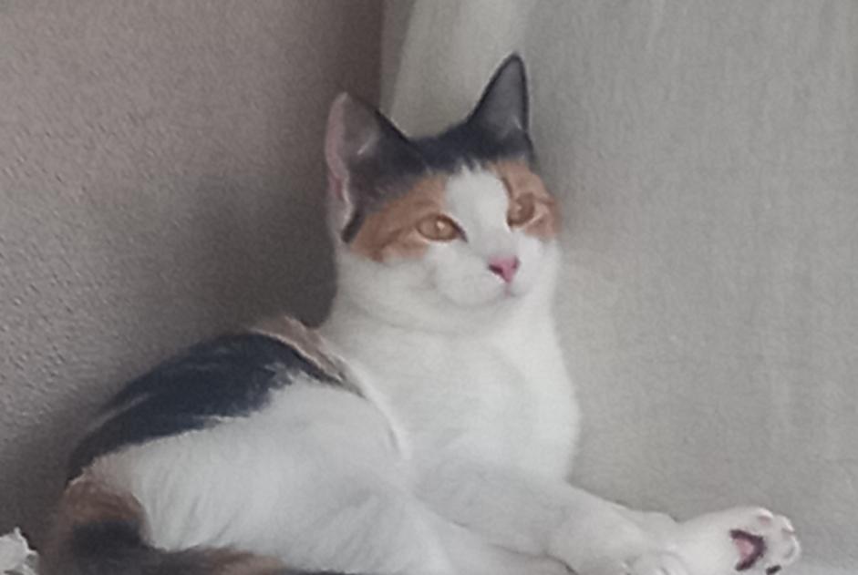 Alerte Disparition Chat Femelle , 1 ans Tourcoing France