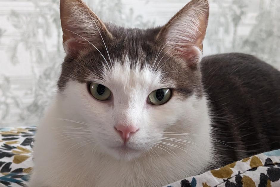 Alerte Disparition Chat  Mâle , 3 ans Chemy France