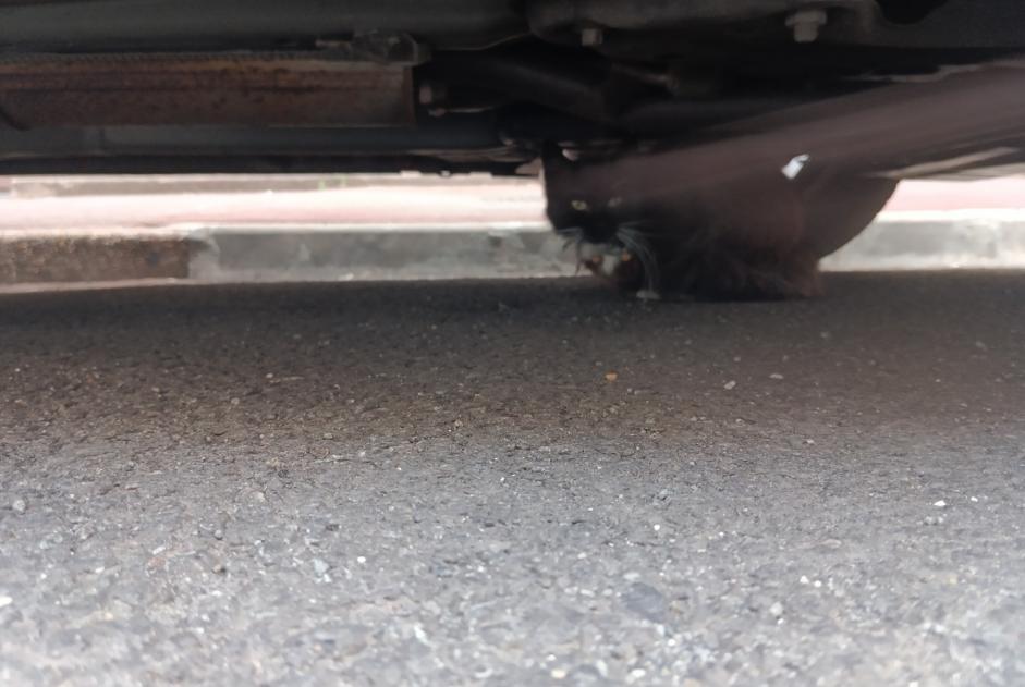 Alerte Découverte Chat Inconnu Lille France