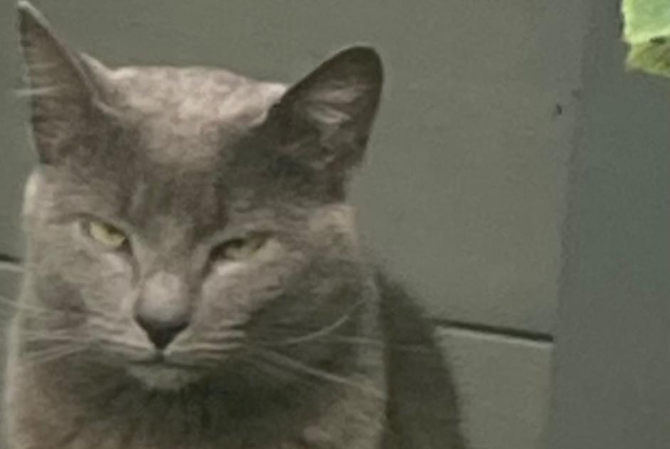 Alerte Disparition Chat croisement  Femelle , 47 ans Auchy-lez-Orchies France