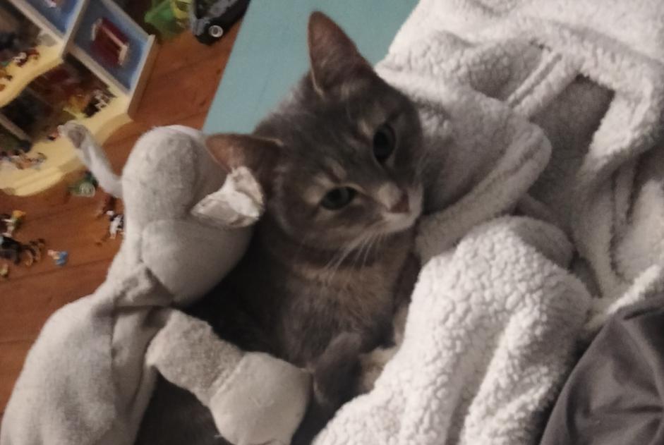 Alerte Disparition Chat Femelle , 3 ans Lille France