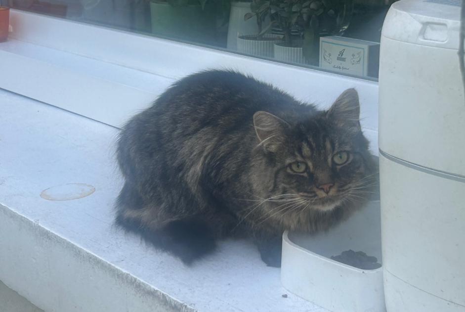 Alerte Découverte Chat Inconnu , 1 année Douai France