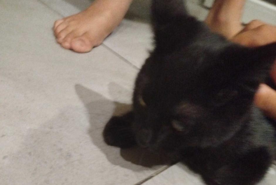Alerte Découverte Chat Inconnu Lys-lez-Lannoy France