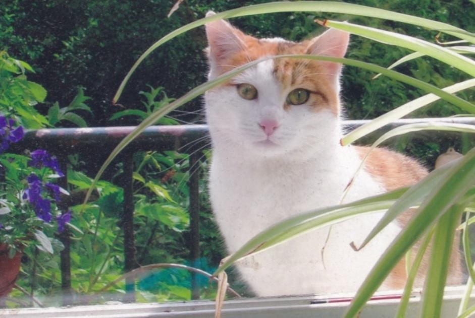 Alerte Disparition Chat Femelle , 12 ans Lambersart France Alerte Disparition Chat Femelle , 12 ans Lambersart France