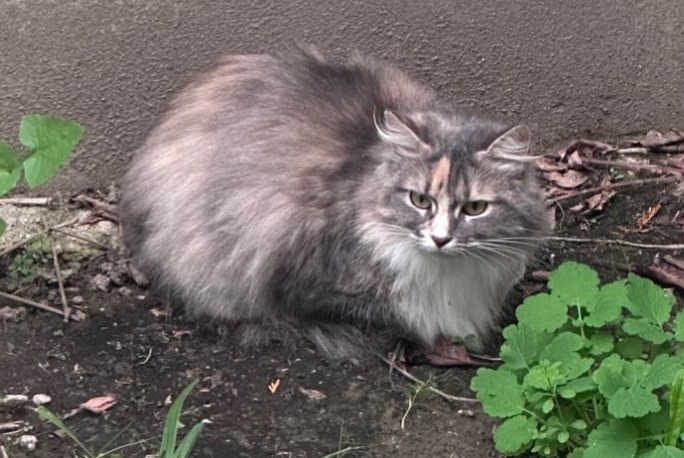Alerte Découverte Chat Inconnu Lille France