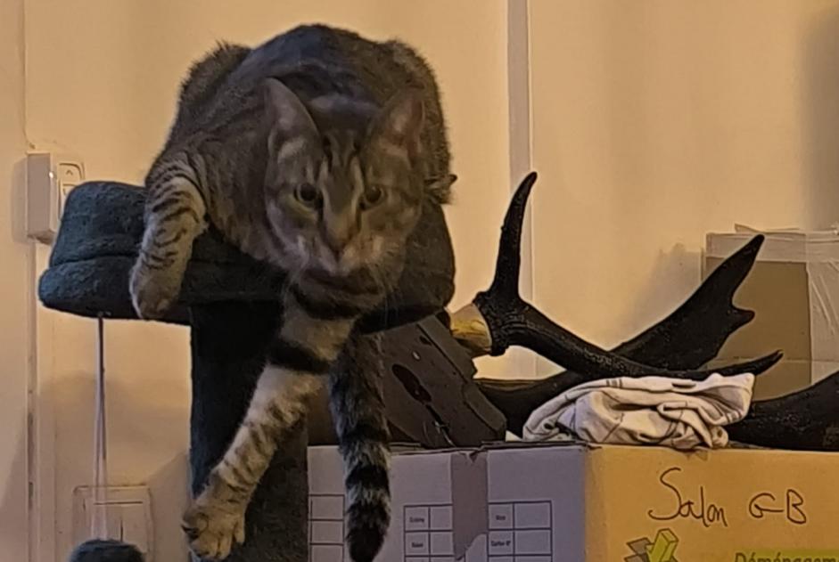 Alerte Disparition Chat Mâle , 3 ans Lezennes France Alerte Disparition Chat Mâle , 3 ans Lezennes France