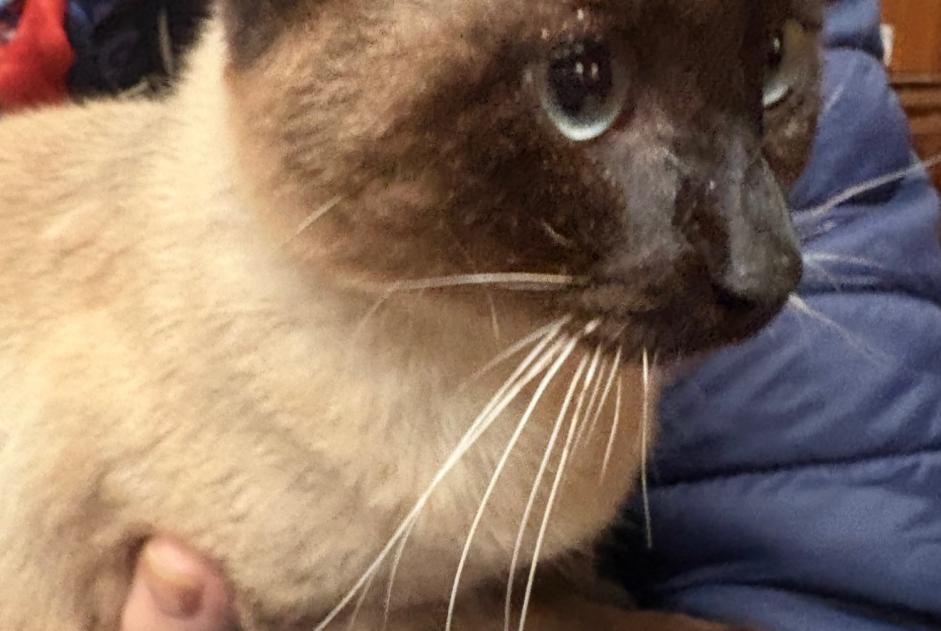 Alerte Découverte Chat  Mâle Tourcoing France