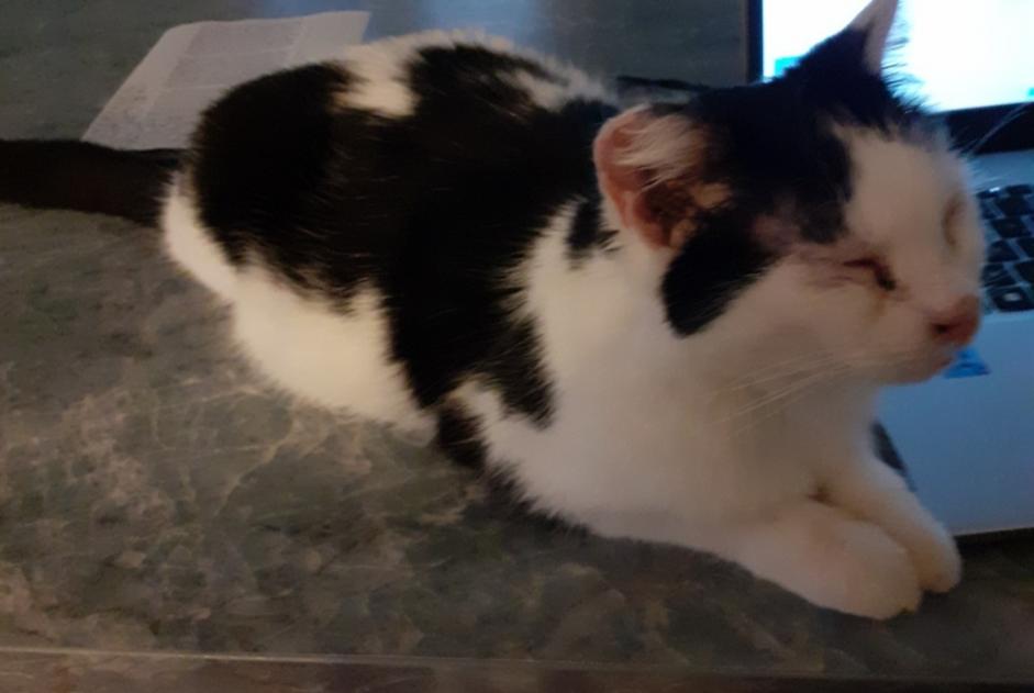 Alerte Découverte Chat Femelle Nieppe France Alerte Découverte Chat Femelle Nieppe France