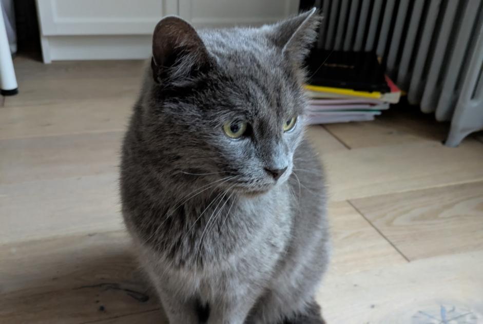 Alerte Découverte Chat Femelle Neuville-sur-Escaut France