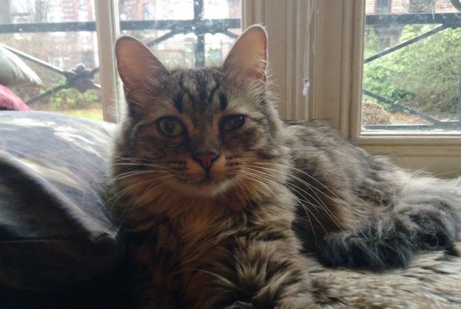 Avviso scomparsa Gatto incrocio di razze  Maschio , 4 anni Denain Francia