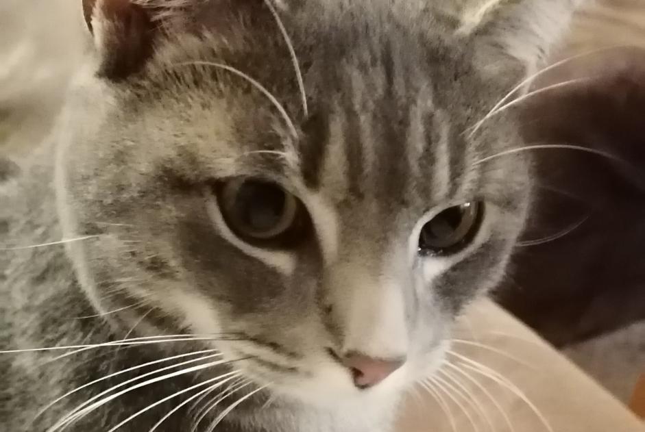 Avviso scomparsa Gatto incrocio di razze  Maschio , 1 anni Odomez Francia