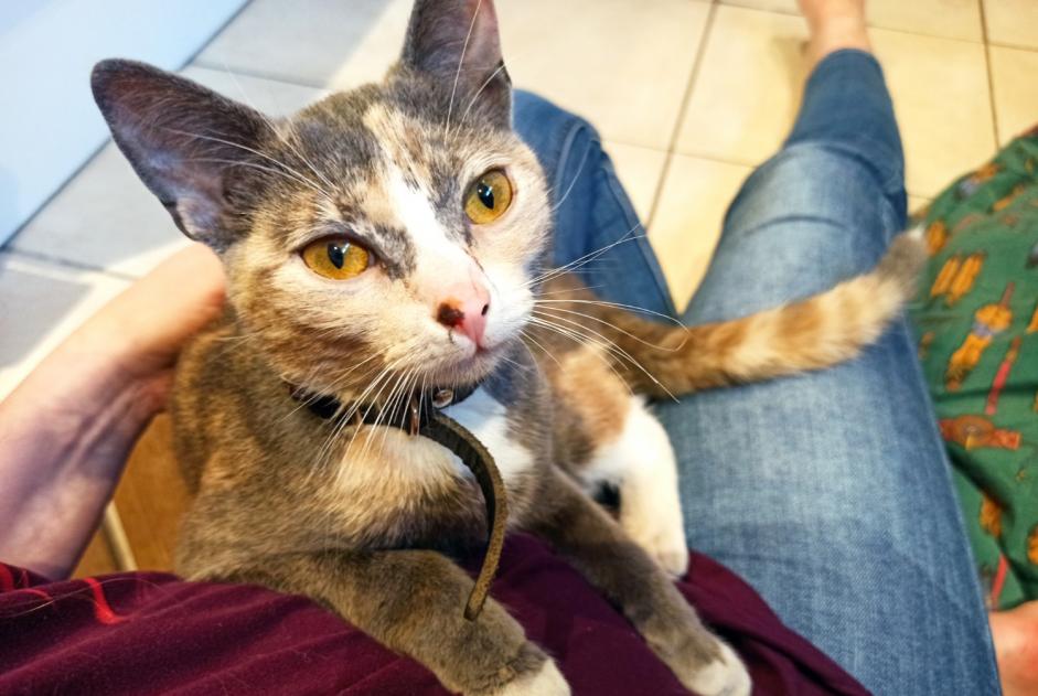 Avviso Ritrovamento Gatto Femmina Wasquehal Francia