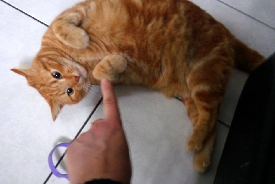 Avviso scomparsa Gatto Femmina , 11 anni Oisy Francia