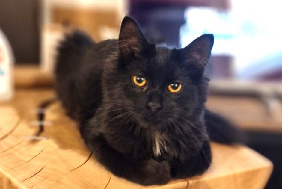 Avviso scomparsa Gatto incrocio di razze  Femmina , 1 anni Tourcoing Francia