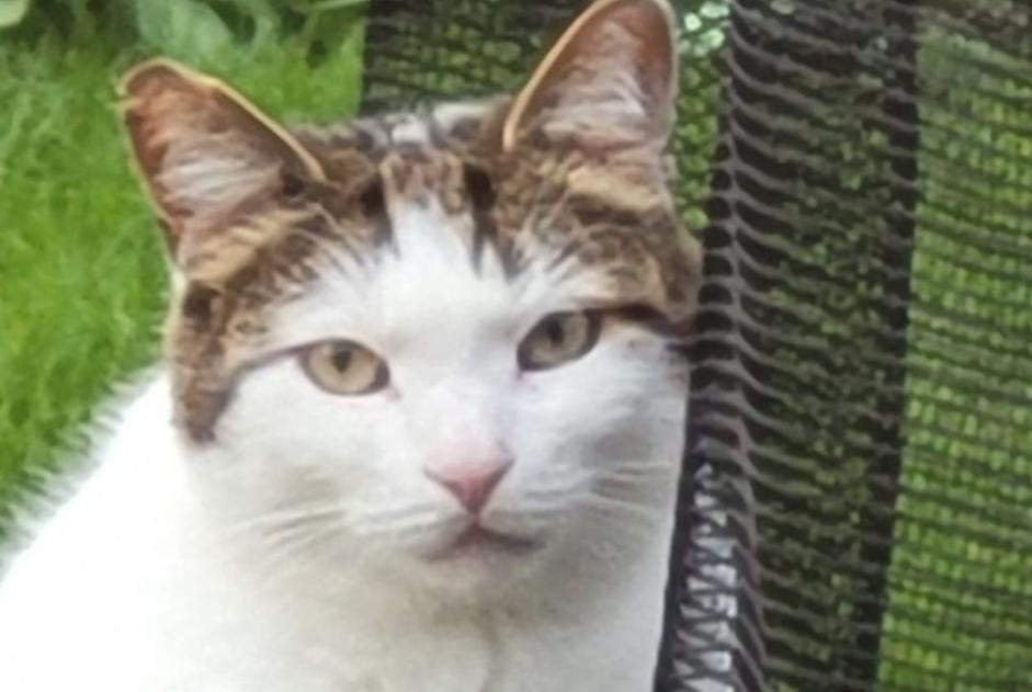 Avviso scomparsa Gatto Maschio , 5 anni Croix Francia