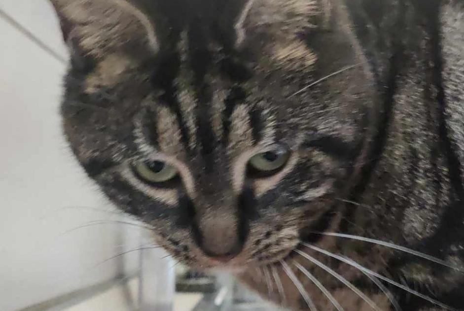 Avviso scomparsa Gatto Femmina , 3 anni Comines Francia Avviso scomparsa Gatto Femmina , 3 anni Comines Francia
