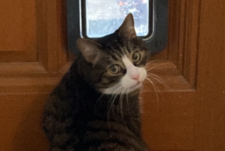 Avviso scomparsa Gatto Maschio , 5 anni Lille Francia Avviso scomparsa Gatto Maschio , 5 anni Lille Francia