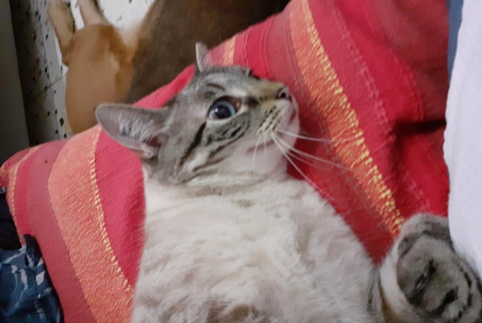 Avviso scomparsa Gatto  Maschio , 6 anni Dunkerque Francia