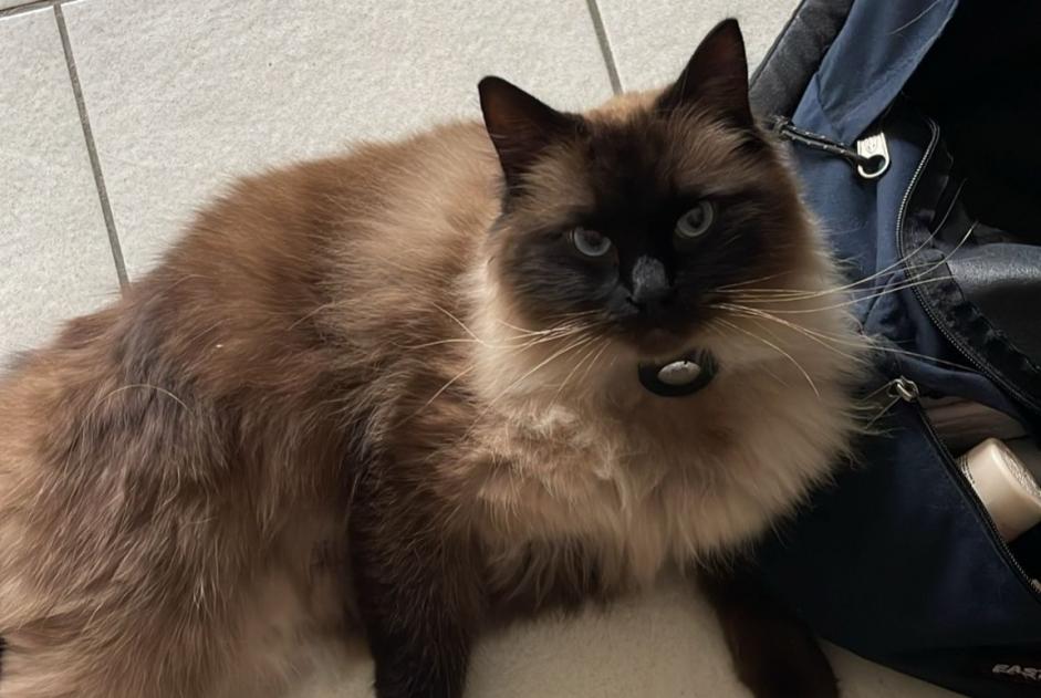 Avviso scomparsa Gatto  Maschio , 3 anni Mons-en-Barœul Francia