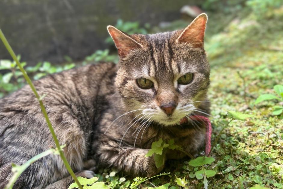 Verdwijningsalarm Kat Vrouwtje , 16 jaar Lille Frankrijk Verdwijningsalarm Kat Vrouwtje , 16 jaar Lille Frankrijk
