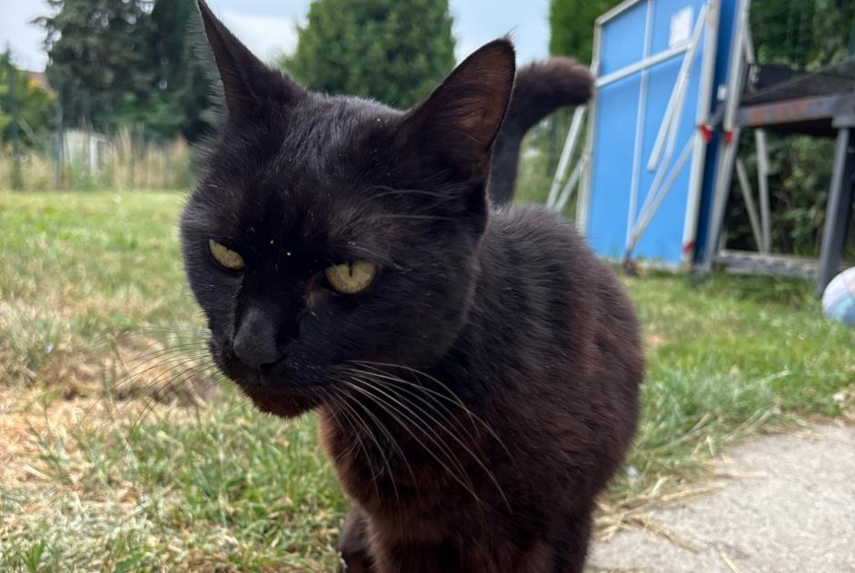 Ontdekkingsalarm Kat Onbekend Pérenchies Frankrijk Ontdekkingsalarm Kat Onbekend Pérenchies Frankrijk
