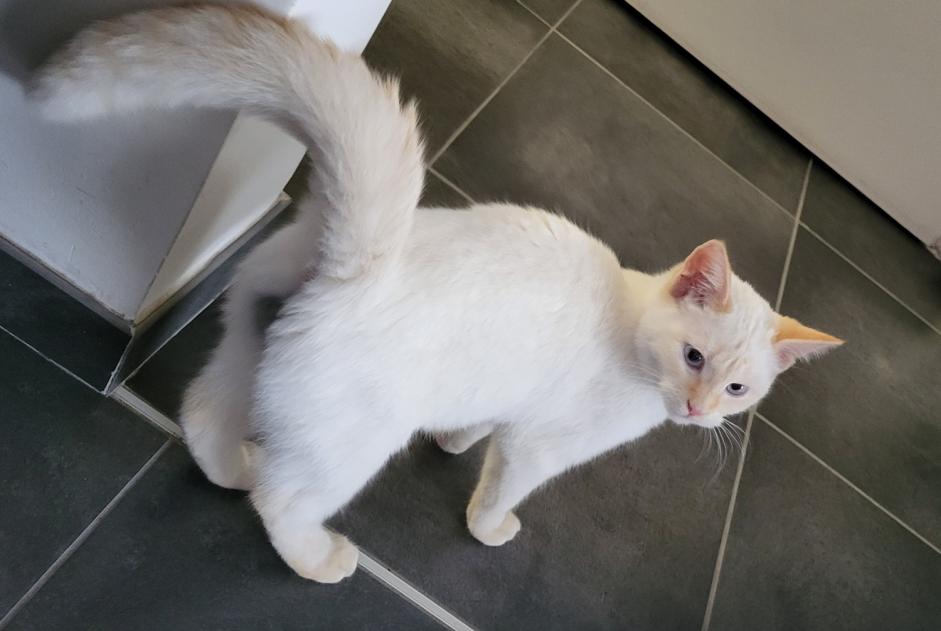 Verdwijningsalarm Kat  Mannetje , 1 jaar Bavay Frankrijk